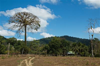 Landschaft von Puerto Jimenez, Costa Rica